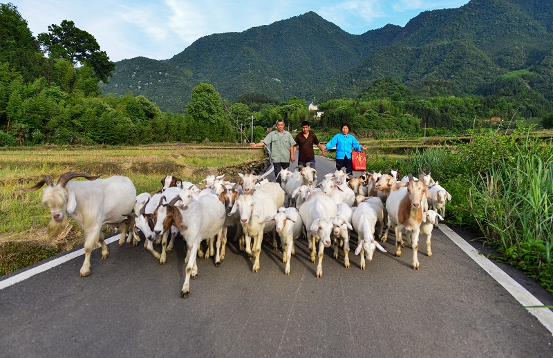 貧困戶王元生的羊群（張偉峰攝）.jpg